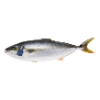Kingfish heel 0.7-1 kg Zeeland ASC