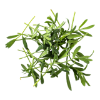 Sea fennel