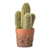 Cactus groen in pot d10,5cm h24xd10,5cm