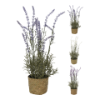 Plant lavendel in mandje 46x15
